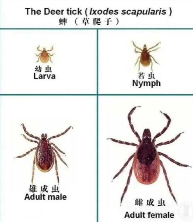 始终未能在此夺冠,这里却是他们获得胜利最多的大满贯赛事